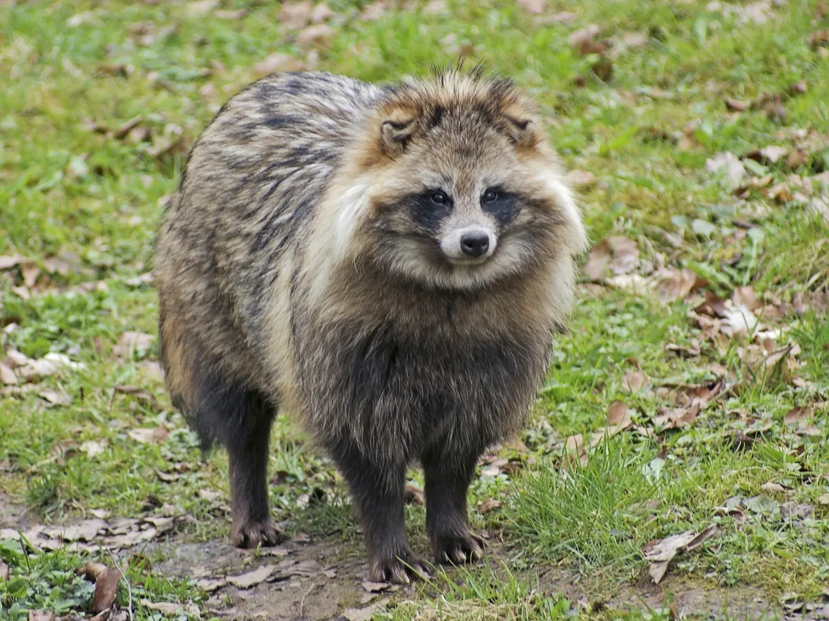 Raccoon dog in natural woodland habitat, thick fur visible