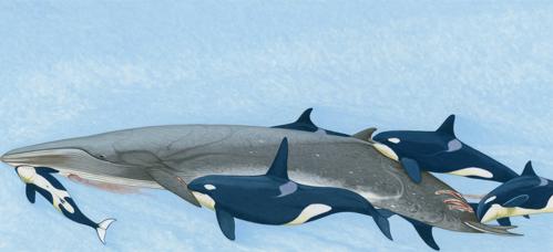 Killer whales together attack a blue whale