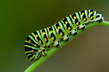 A swallowtail butterfly caterpillar, the larval stage of a butterfly's life