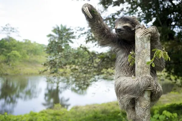 A sloth hanging from a jungle branch