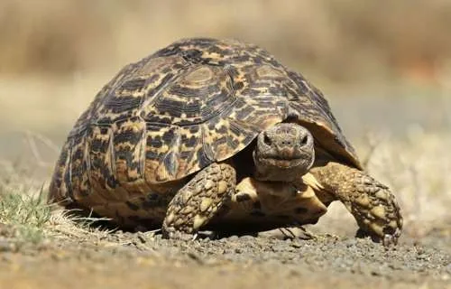 Leopard tortoise moving on the ground