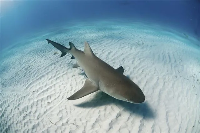 A lemon shark close-up showing its rough, sandpaper-like denticle-covered skin