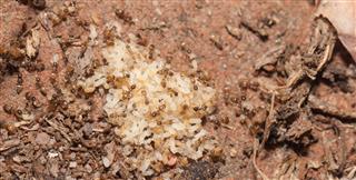 Yellow crazy ants moving a pupa, showing their distinctive yellow coloring and long legs