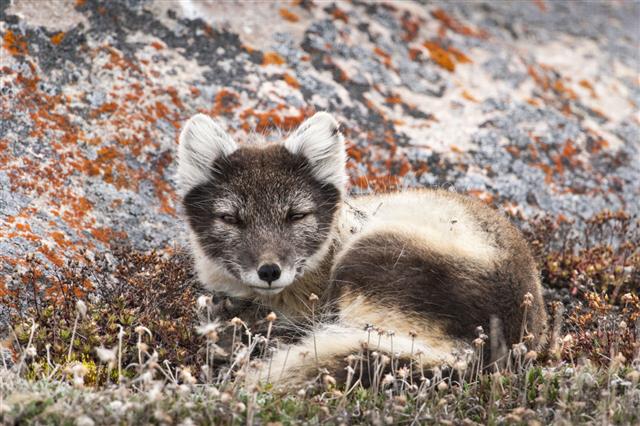 Resting female arctic fox lying on rocky tundra ground