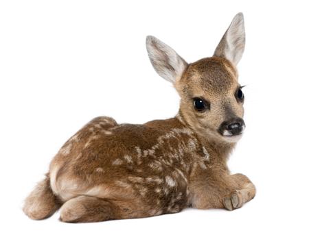Roe deer