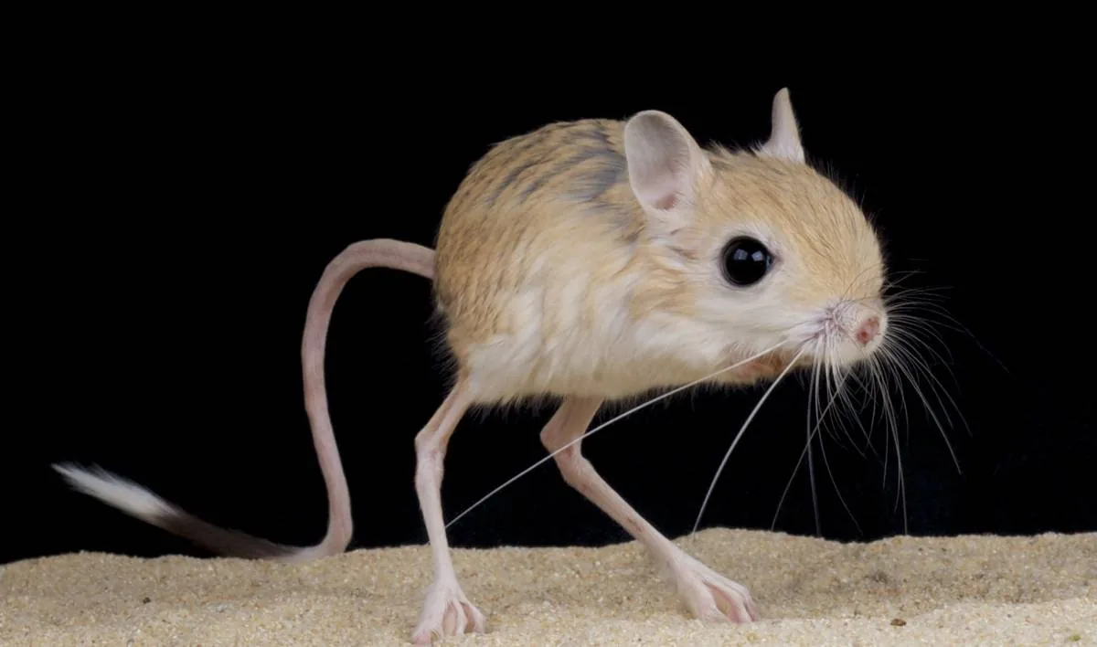 Jerboa in desert, showing large hind legs and long tail