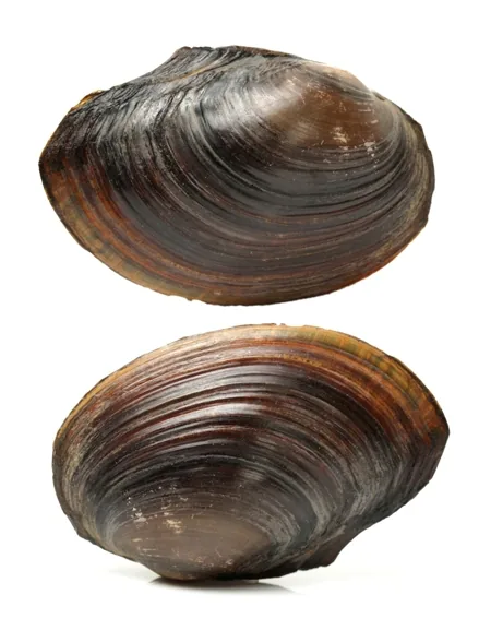 Asian Clam, yellowish-brown freshwater clam