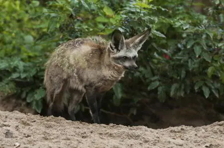 Bat-eared fox (Otocyon megalotis) with its huge black ears