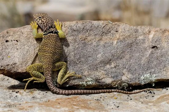 Common Collared Lizard (Crotaphytidae)