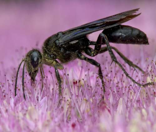 Black wasp on a surface