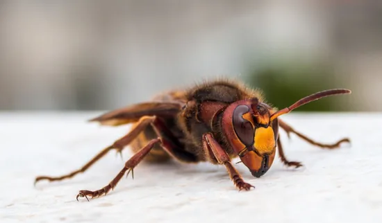 Giant hornet in Amazon forest