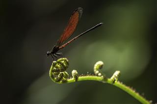 A red dragonfly resting on a reed