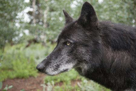 Timber wolf in a winter scene, pausing to listen