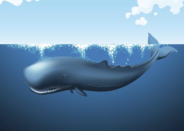 A blue whale swimming near the ocean surface