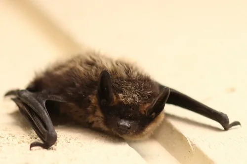 Northern bat