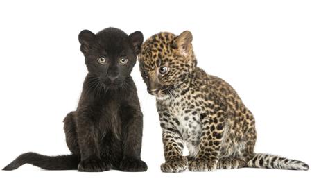 Leopard cubs