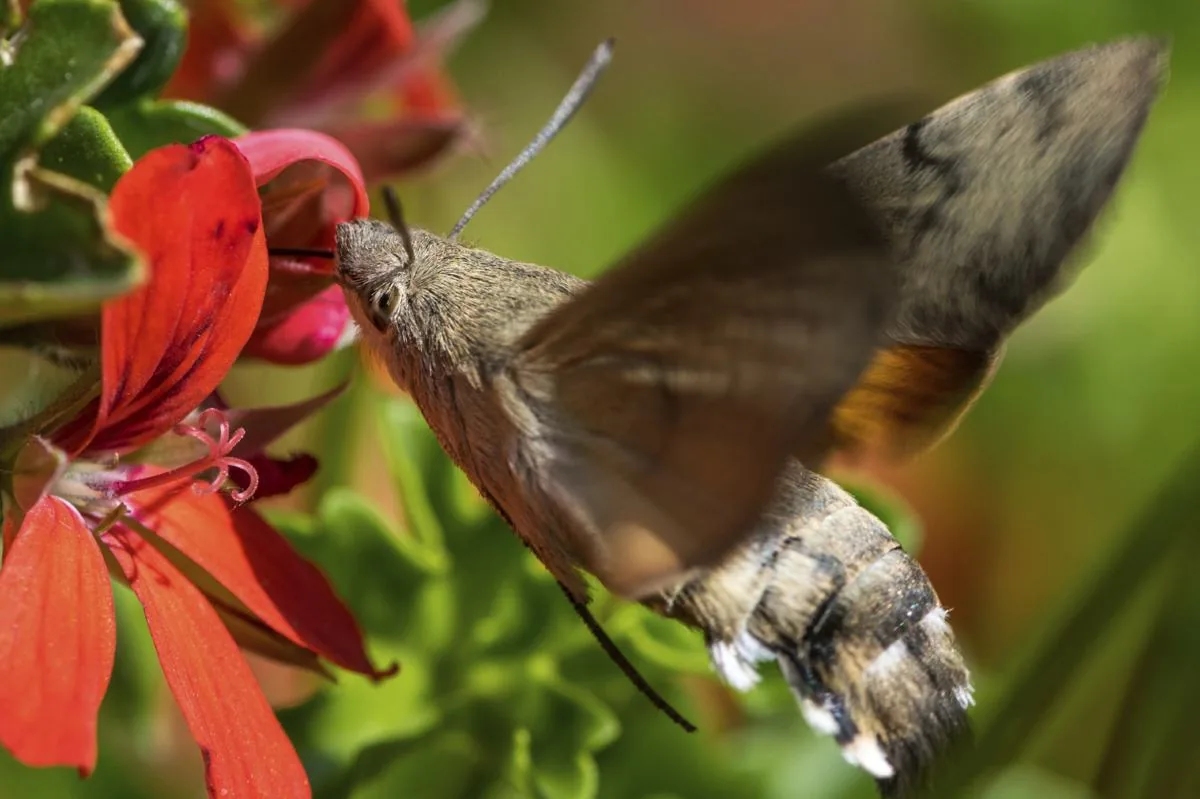 A colibri moth hovering while feeding on a flower, proboscis extended