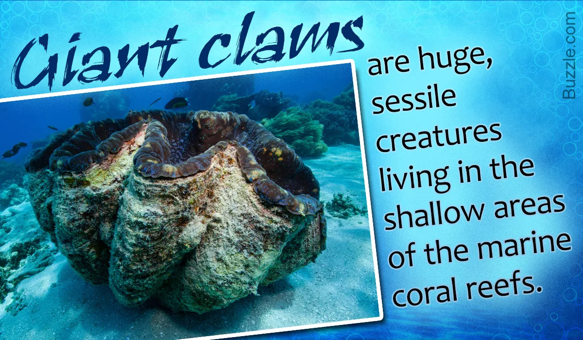 A giant clam resting in shallow coral reef waters, showing its massive ribbed shell and partially open mantle