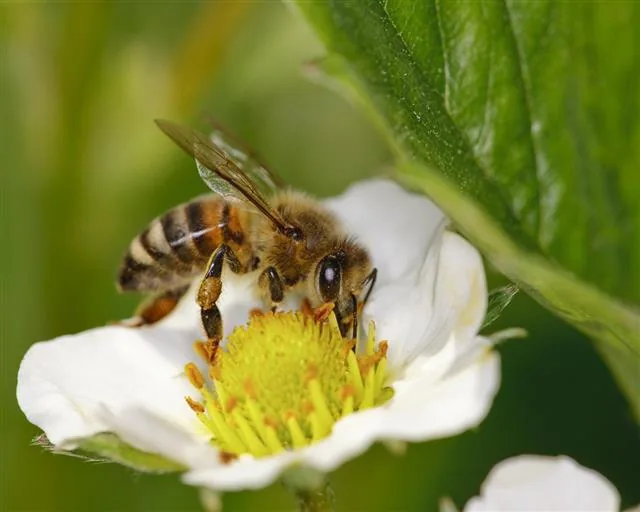 Honeybee on a strawberry flower