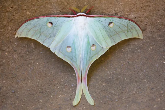 Indian moon moth, similar to Amazon comet moths