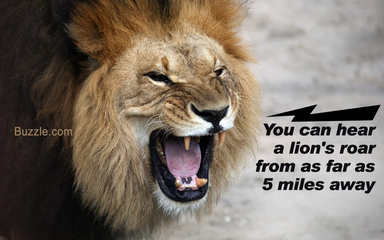 Portrait of a snarling African lion showing powerful jaws