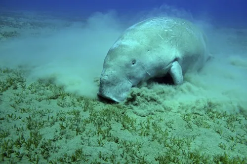 A manatee grazing on aquatic plants along the river bottom