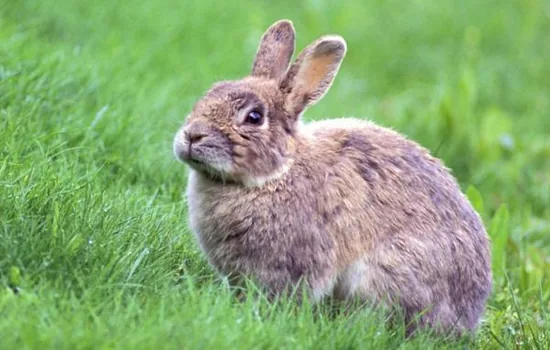 A rabbit sitting in the grass
