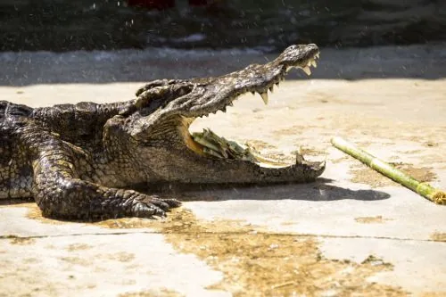 A Nile crocodile basking with jaws wide open, allowing evaporative cooling to keep its brain cool