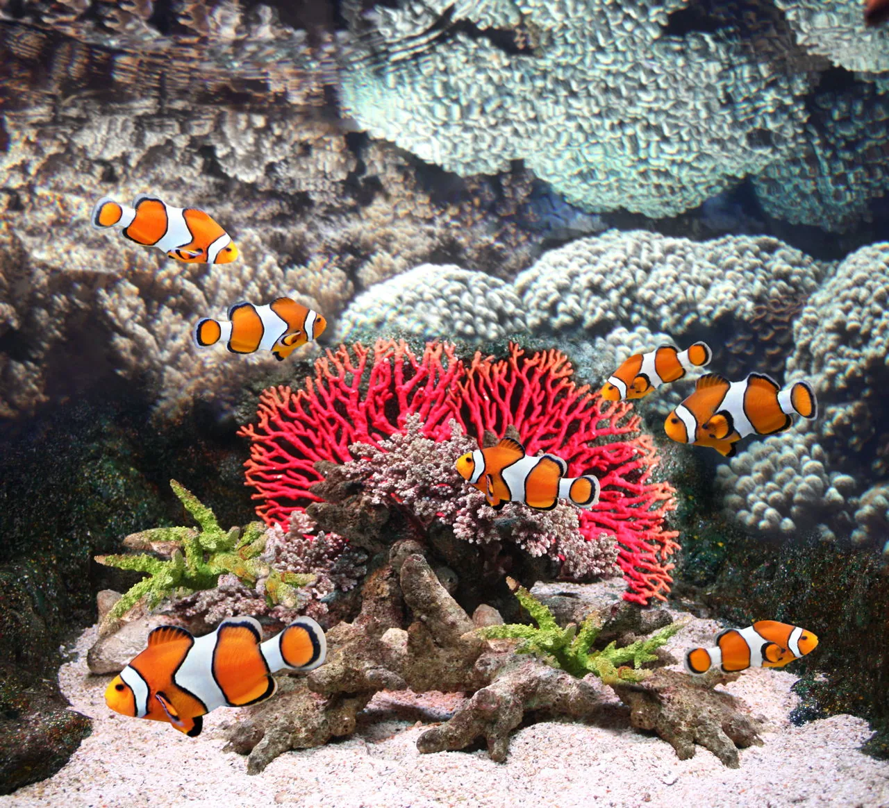 Clownfish among sea anemone tentacles and coral, a scene under threat from rising ocean temperatures and the aquarium trade.