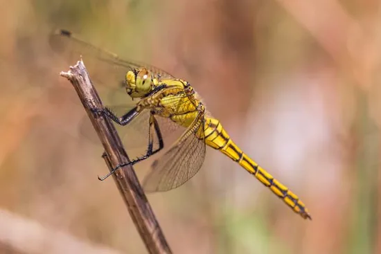 Dragonfly