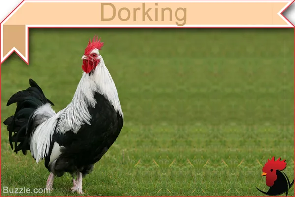 Dorking chicken
