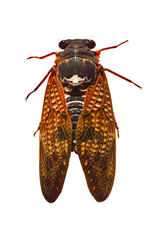 Large brown cicada on tree trunk