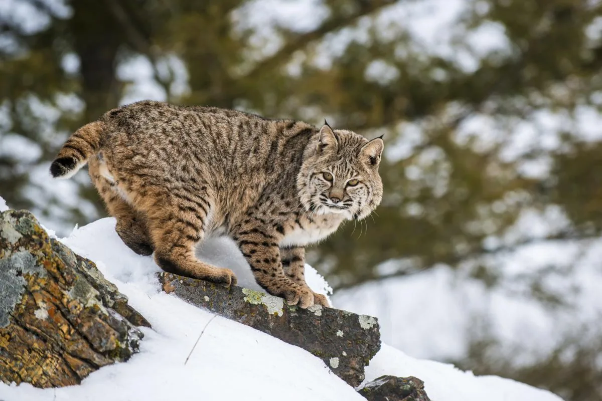 A bobcat crouched on a snowy rock, showing its spotted coat and black-banded tail