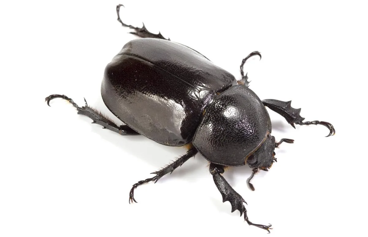 Female rhinoceros beetle, which has no horn
