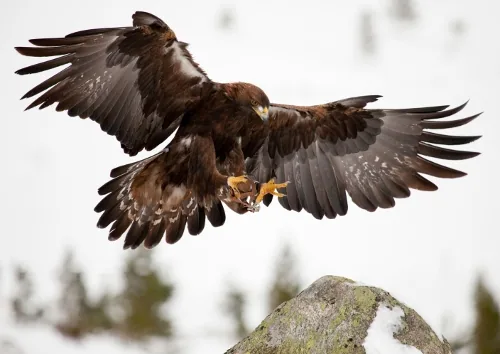 Golden eagle in the Gobi Desert