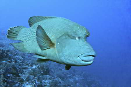 Humphead Wrasse, a blue-colored animal