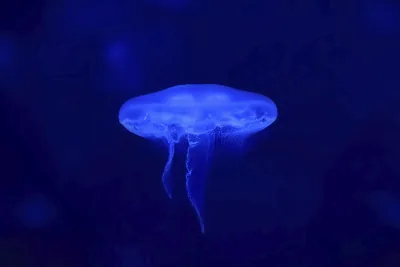 Blue Jellyfish