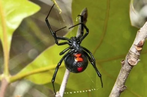 Black widow spider making its web
