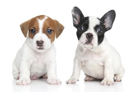 Jack Russell terrier and French bulldog puppies