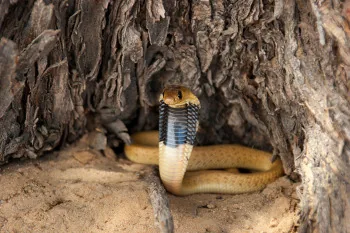 Cape Cobra