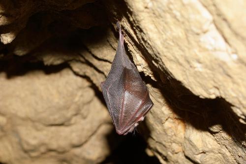 Greater horseshoe bat