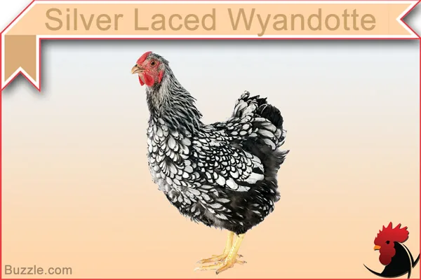 Silver Laced Wyandotte chicken
