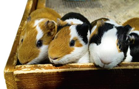 Guinea pig in box