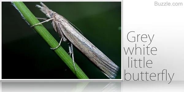 White butterfly-like caddisfly adult