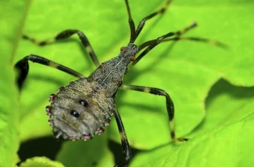 Assassin bug perched on a leaf