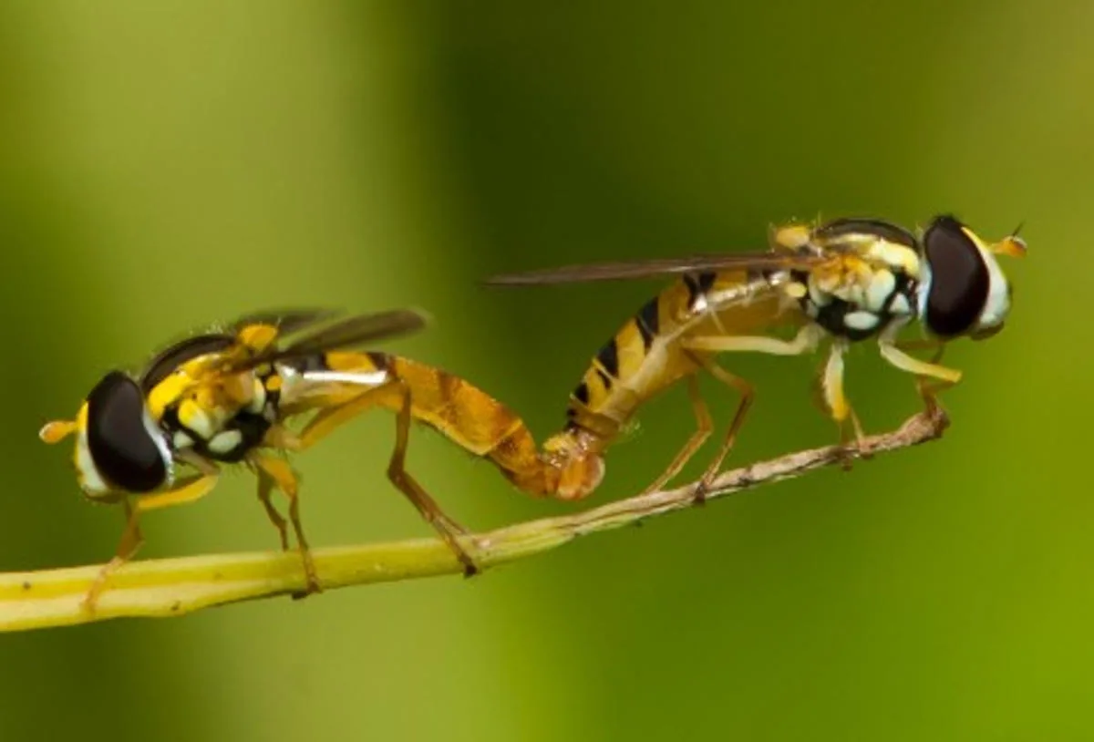 Two hoverflies mating on a green leaf in a garden