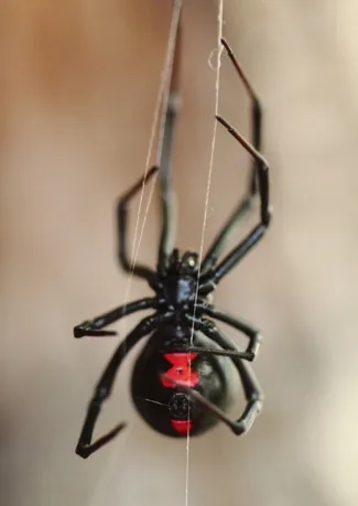 A black widow spider showing its red hourglass marking on the underside