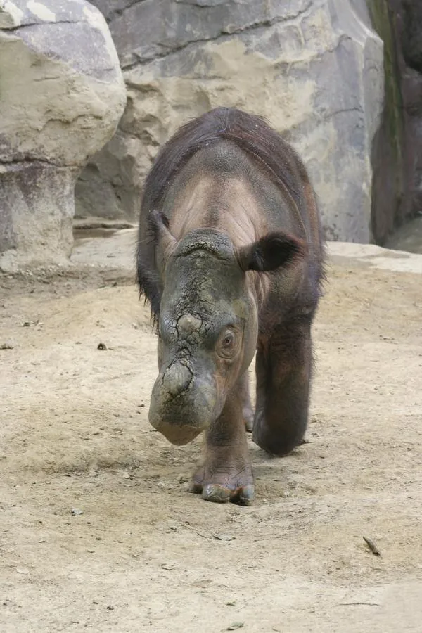 Sumatran Rhinoceros (Dicerorhinus sumatrensis)