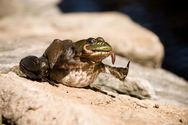 A frog half-submerged in a pond, resting still in cold water