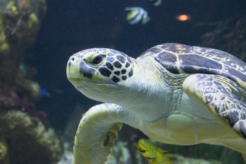 Loggerhead sea turtle close-up showing its large, powerful head